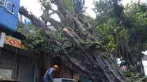 Cây đa cổ thụ hơn trăm tuổi bật gốc đè 2 nhà dân