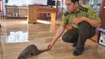Bỏ 3,5 triệu giải cứu tê tê vàng bàn giao cho kiểm lâm