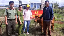 Công an huyện Đơn Dương trao bò cho hộ nghèo