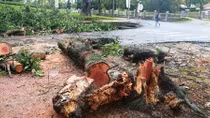 Nhiều cây xanh gẫy đổ trong nội đô thành phố Đà Lạt