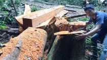 Phá nát rừng ở Gia Lai nhưng chưa bị xử lý