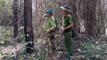 2,2ha rừng thông vừa trồng bị phá sạch