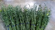 Sự thật bất ngờ về clip thương lái mua lá cà phê tươi 50.000 đồng/kg