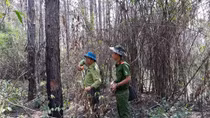 Thủ tướng chỉ đạo điều tra vụ đầu độc gần 11ha rừng ở Lâm Đồng