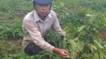 Một gia đình 9 lần bị kẻ xấu phá hoại rẫy cà phê
