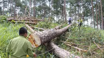 Vụ tàn sát rừng thông ở Lâm Đồng có bàn tay “xã hội đen”