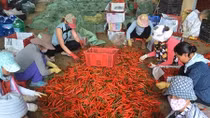 Hết thời "đổ bỏ", rau, hoa Đà Lạt bắt đầu tăng giá