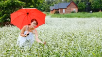Sửng sốt với vẻ đẹp cánh đồng hoa tam giác mạch nở sớm ở Lâm Đồng 