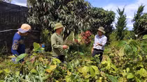 Một cá nhân tặng 3.000 cây trà hoa vàng quý hiếm cho Trường ĐH Đà Lạt