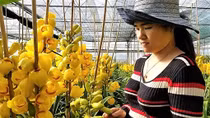 Địa lan Đà Lạt nở vàng rực trước Tết, chủ vườn khóc ròng