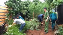 Vườn cần sa xen lẫn trong rẫy cà phê