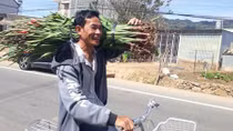Giá hoa lay ơn Tết đột ngột tăng vọt