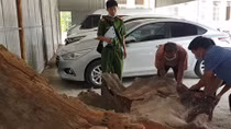 Hơn 1 tấn gỗ hương huyết giấu trong xe thùng lạnh