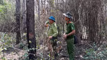 Khởi tố vụ đầu độc gần 11ha rừng thông ở Lâm Đồng