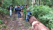Khai thác 3 cây thông, bị phạt 270 triệu