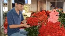 Hoa hồng Đà Lạt mất giá trong lễ Tình nhân