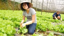 Rau Đà Lạt bất ngờ tăng giá mạnh