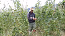 Thủy điện xả lũ, 100ha hoa màu ngập sâu trong nước