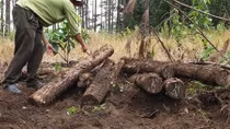 Phát hiện hàng trăm lóng gỗ bị chôn dưới lòng đất ở Lâm Đồng