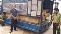 Lâm tặc cưa trộm cây bạch tùng “khủng” trong rừng tự nhiên 