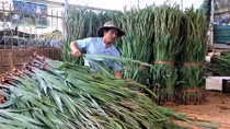 Giá hoa rẻ như bèo, nhà vườn mất Tết