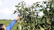Nuôi chó, thuê người để bảo vệ...chồi bơ