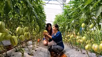 Du lịch canh nông được cấp phép trở lại
