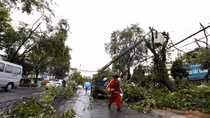 Bão chưa đến, hàng loạt cây cổ thụ ở TP Đà Lạt đã ồ ạt gãy đổ