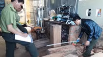 Gỗ thông đỏ quý hiếm đã “bay” trở lại nhà Trưởng BQL rừng Đại Ninh