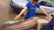 Bắt được cá leo 55kg trên sông Đồng Nai