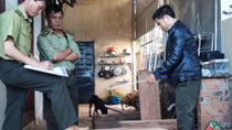 Truy nguồn số gỗ thông đỏ tại nhà Trưởng BQL rừng Đại Ninh