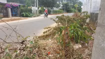 Cho rằng cản trở giao thông, hàng loạt cây mai anh đào Đà Lạt bị triệt hạ