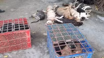 Lái xe ôtô đi trộm chó