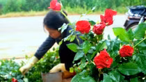  Giá hoa Đà Lạt dịp 20-11 tăng mạnh