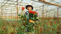 Sốt “hoa tình nhân” ngày cận lễ Valentine