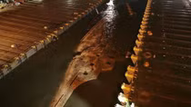 Hàn Quốc trục vớt phà Sewol, hi vọng tìm thấy 9 người mất tích