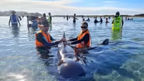 New Zealand chạy đua thời gian giải cứu hàng loạt cá voi mắc cạn
