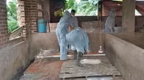 Hỗ trợ quốc tế giúp Việt Nam ứng phó dịch tả lợn châu Phi