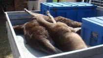 Truy lùng "xe điên" tông chết 20 chú kangaroo trong đêm