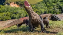 Indonesia quyết đóng cửa đảo Komodo để bảo tồn loài rồng quý