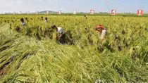Nghiên cứu tiết lộ thực trạng thiếu lương thực tại Triều Tiên