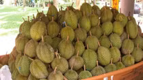 Kẻ lừa bán hai vườn sầu riêng không phải của mình ra đầu thú