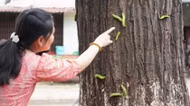 Hàng nghìn con sâu lạ ảnh hưởng đến cuộc sống sinh hoạt người dân