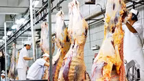 Công ty giết mổ bò xả thải ra môi trường