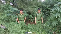 Công ty khoai mì nhiều lần không chấp hành xử phạt về lĩnh vực bảo vệ môi trường