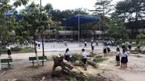 Thêm cây phượng bật gốc, rất may không thương vong về người