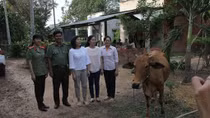 Hội phụ nữ Công an Tây Ninh tặng bò cho hội viên nghèo