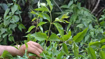 Vợ nhẫn tâm bỏ lá ngón vào canh sát hại chồng 
