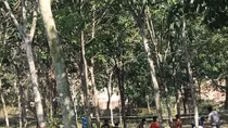 Nghi án nam thanh niên chết cháy trong vườn cao su