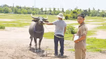 Bắt nhóm chuyên dùng xe tải trộm trâu bò